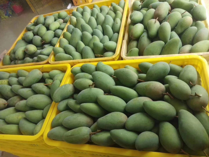 产地直销批发芒果🥭