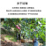 福建新鲜龙眼新鲜水果带箱5斤批发包邮新鲜桂圆当季时令