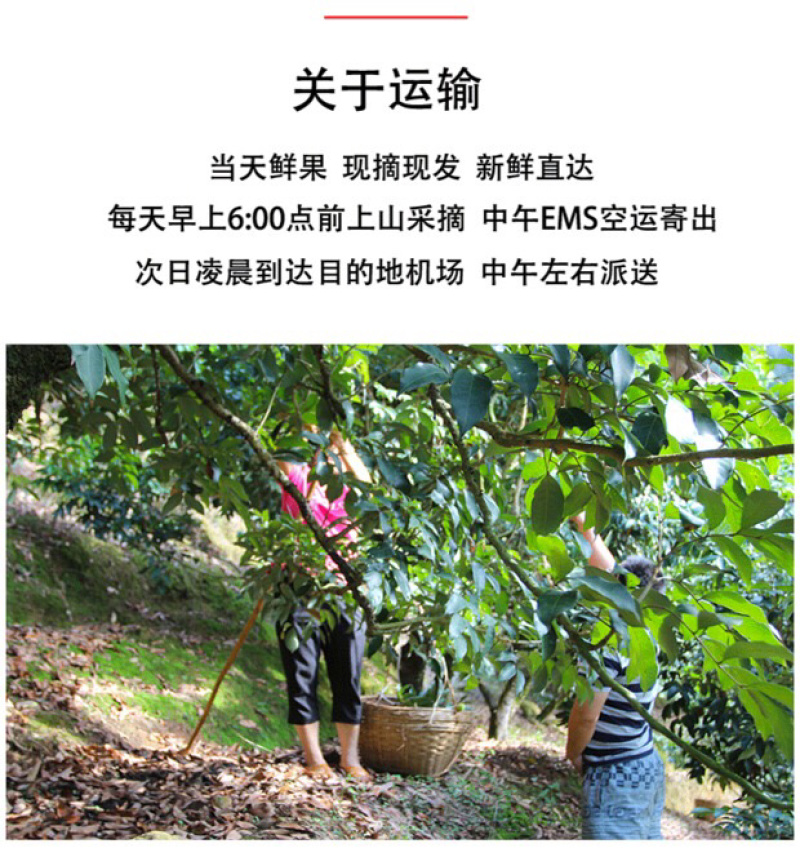 福建新鲜龙眼新鲜水果带箱5斤批发包邮新鲜桂圆当季时令