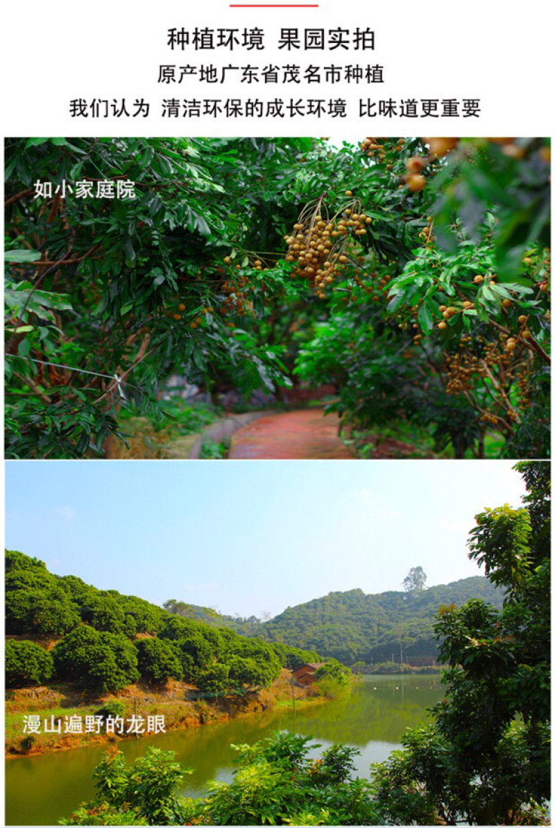福建新鲜龙眼新鲜水果带箱5斤批发包邮新鲜桂圆当季时令