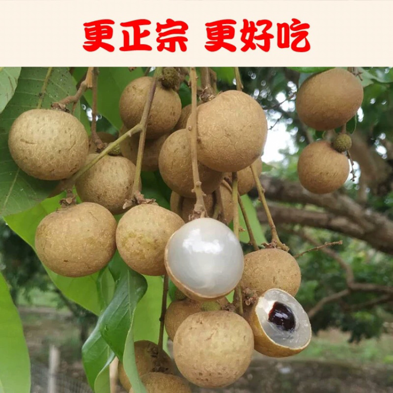 福建新鲜龙眼新鲜水果带箱5斤批发包邮新鲜桂圆当季时令