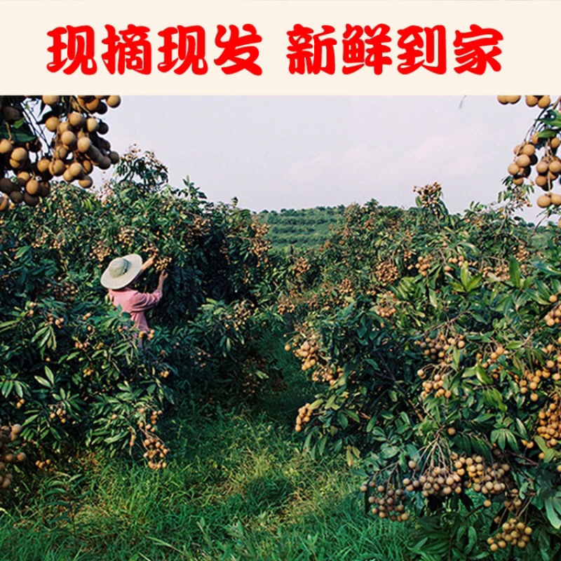 福建新鲜龙眼新鲜水果带箱5斤批发包邮新鲜桂圆当季时令