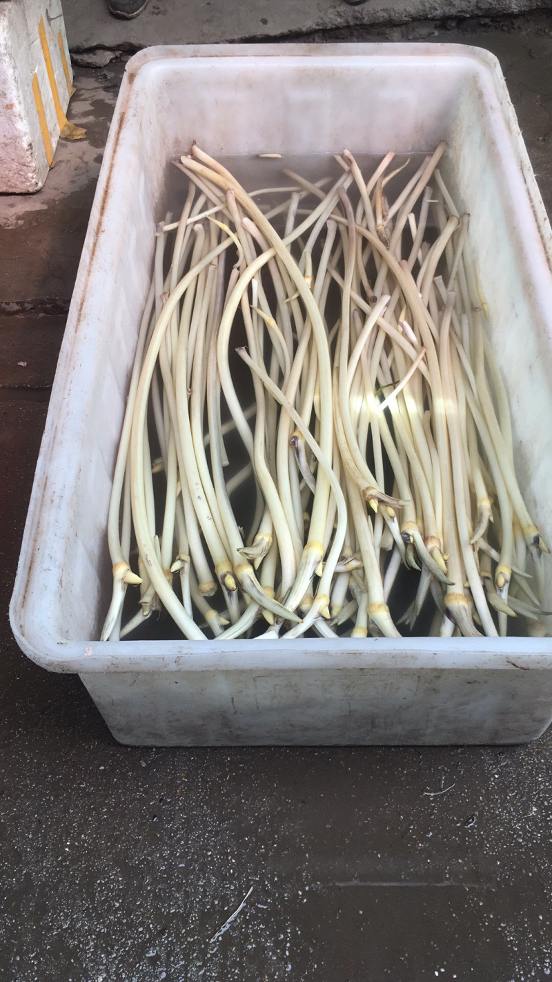 998湖北监利绿色藕尖