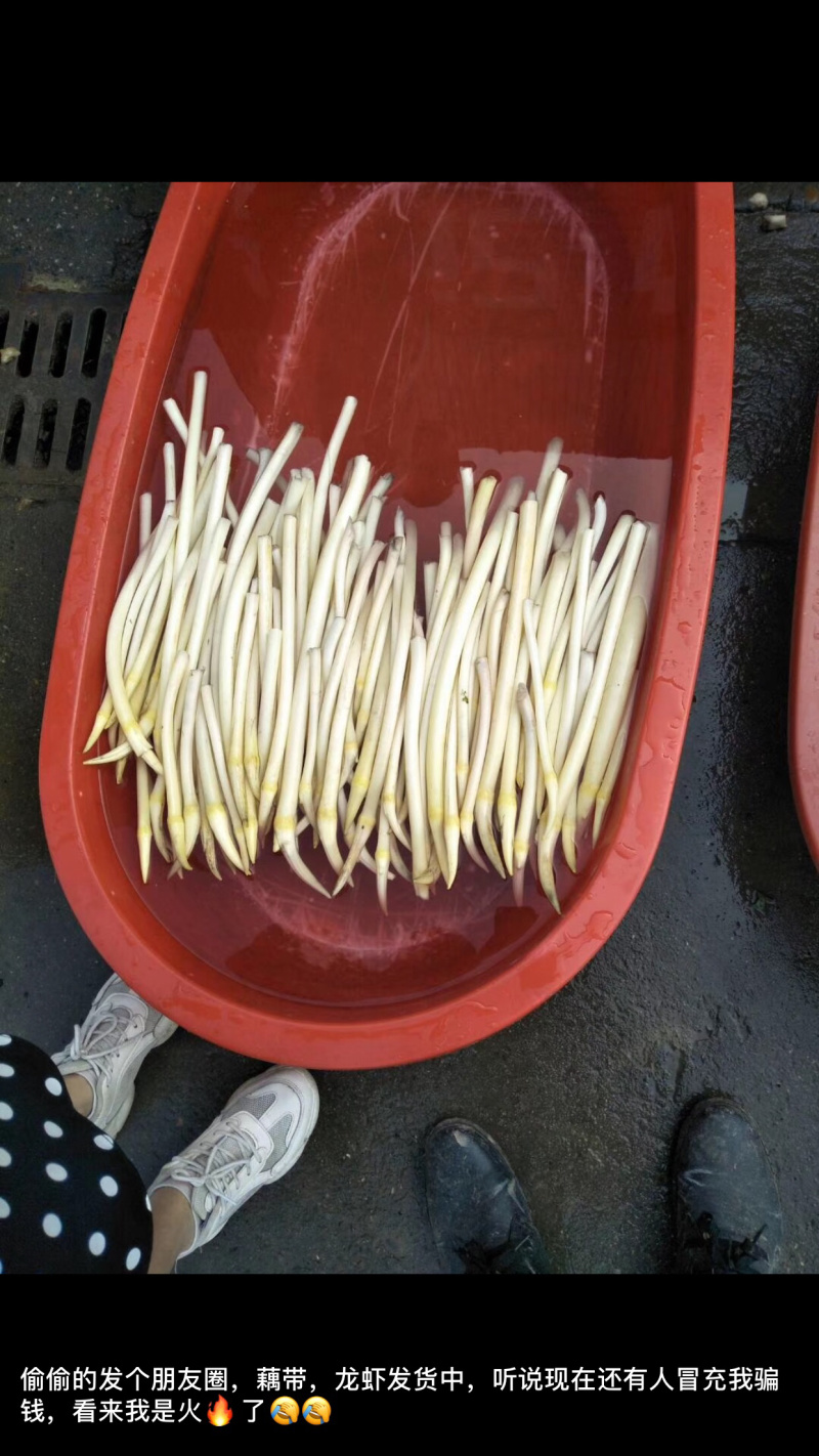 998湖北监利绿色藕尖