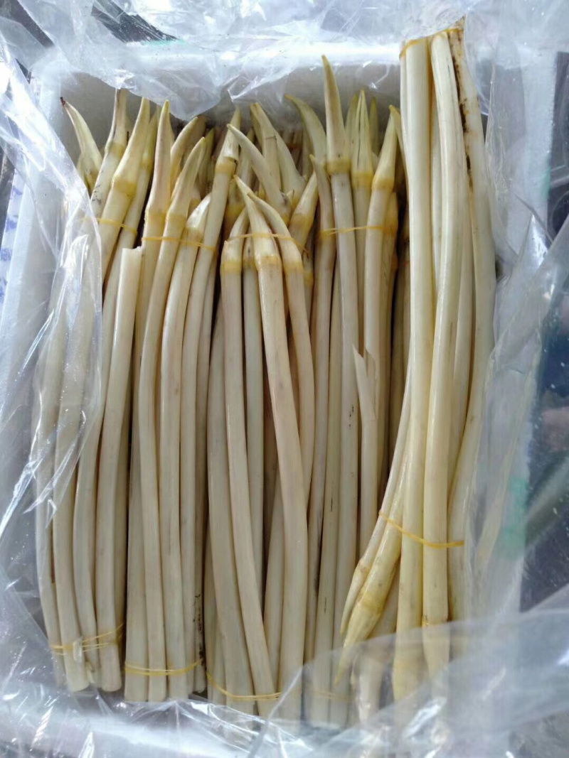 998湖北监利绿色藕尖
