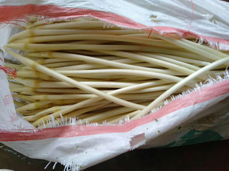 998湖北监利绿色藕尖