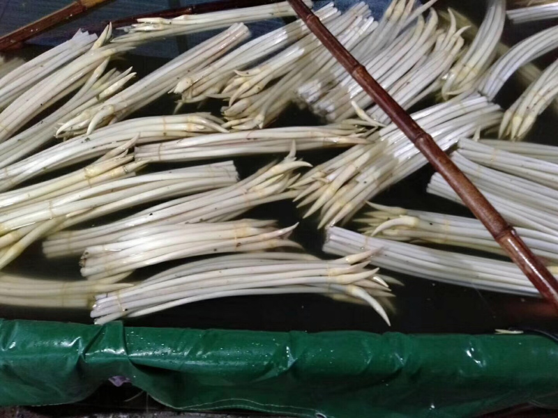 998湖北监利绿色藕尖
