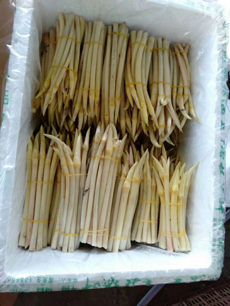 998湖北监利绿色藕尖