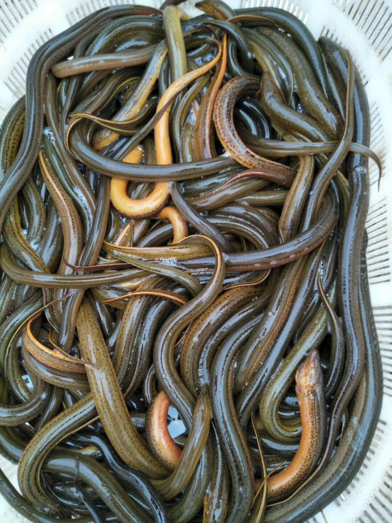 998湖北监利黄鳝虾尾
