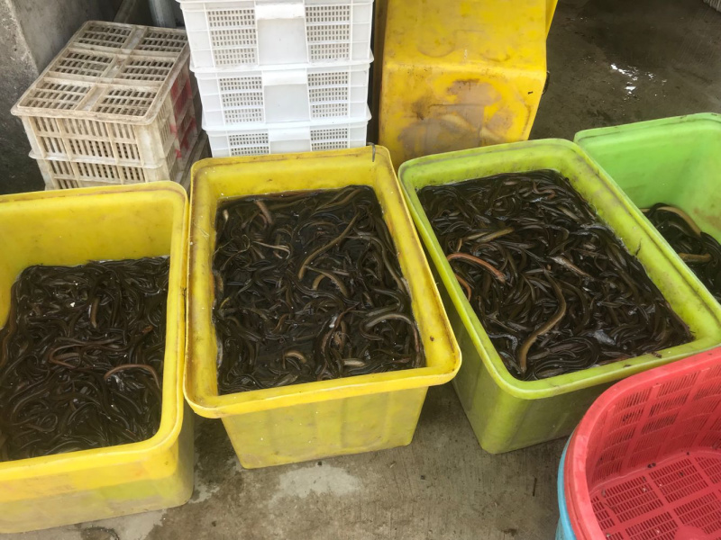 998湖北监利黄鳝虾尾