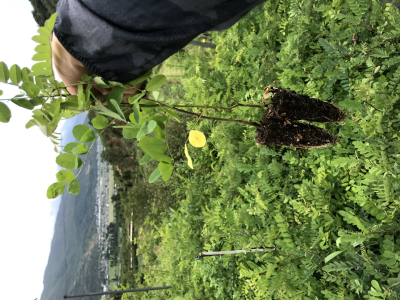 刺槐苗蓄盘刺槐苗基质土刺槐苗