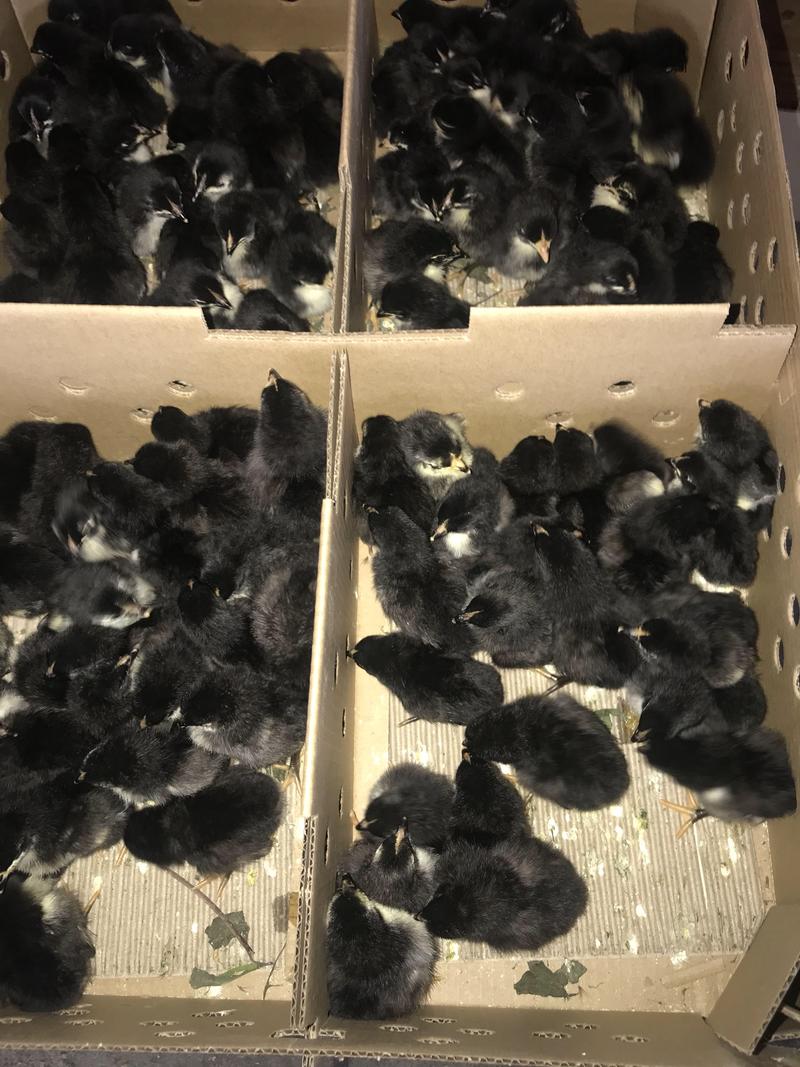 五黑鸡苗成长周期短厂家直销全国各地发货包运输，包代发