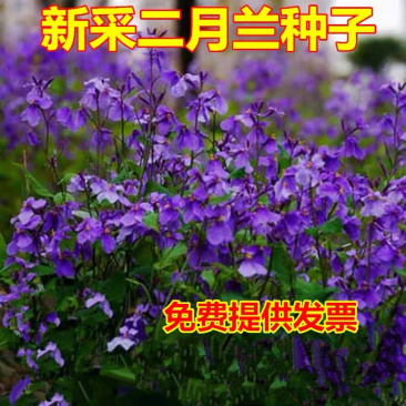 二月兰种子花籽诸葛菜二月蓝多年生宿根二月兰花种籽庭院耐寒