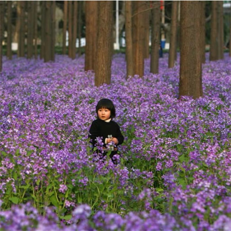 二月兰种子花籽诸葛菜二月蓝多年生宿根二月兰花种籽庭院耐寒