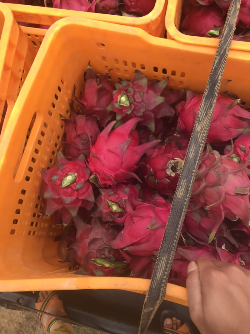大量供应金都一号，欢迎各位老板来基地考察