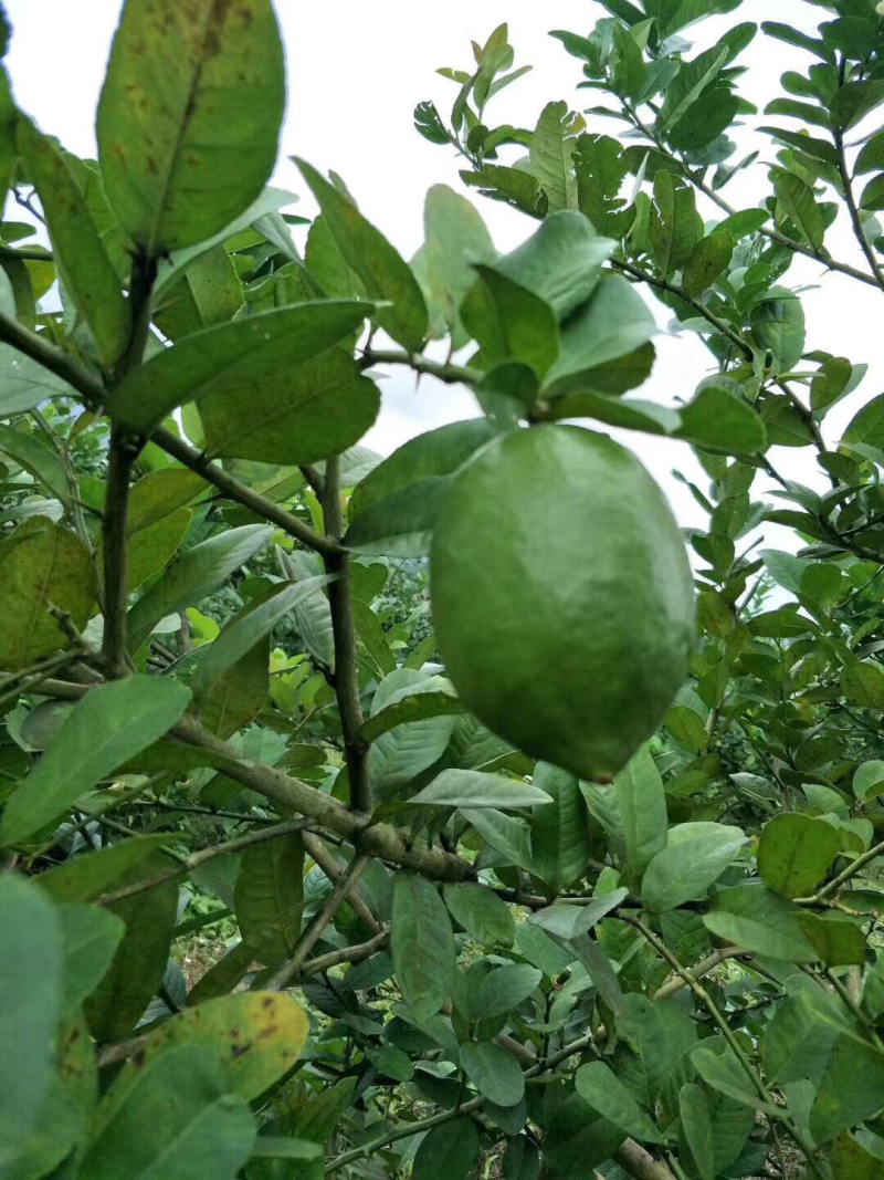 香水柠檬，青柠檬