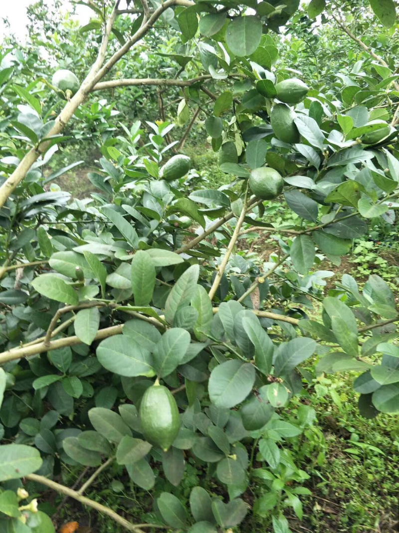 香水柠檬，青柠檬