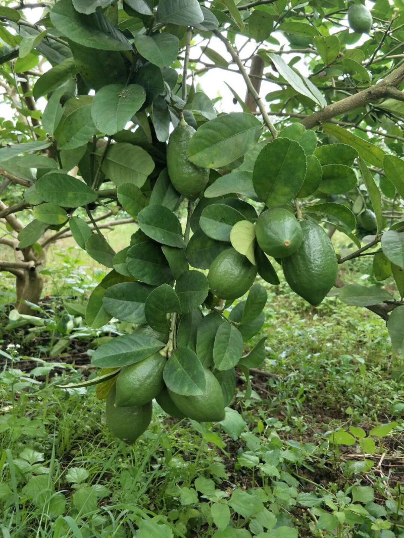 香水柠檬，青柠檬