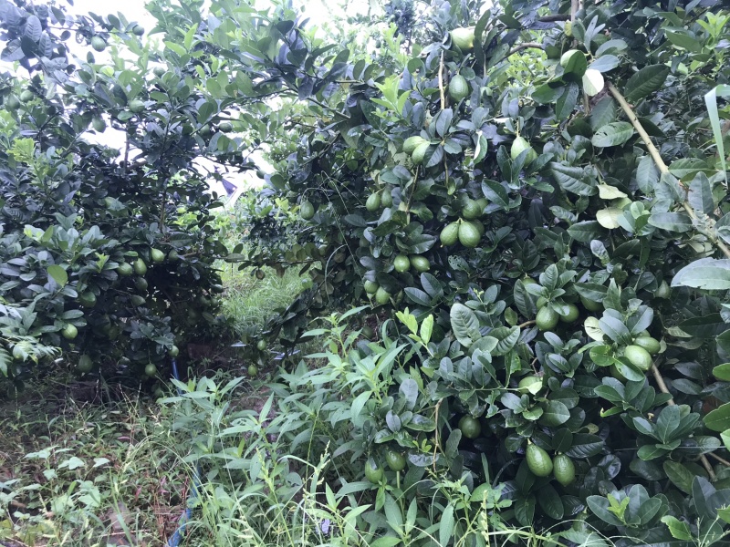 香水柠檬，青柠檬