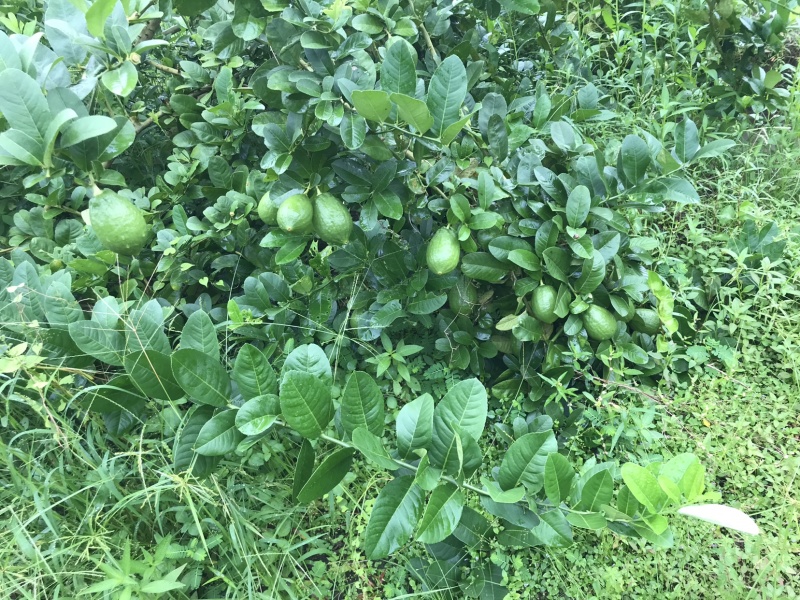 香水柠檬，青柠檬