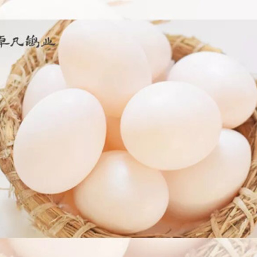 鸽子蛋