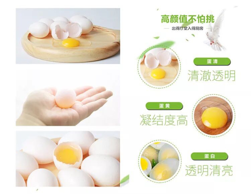 鸽子蛋