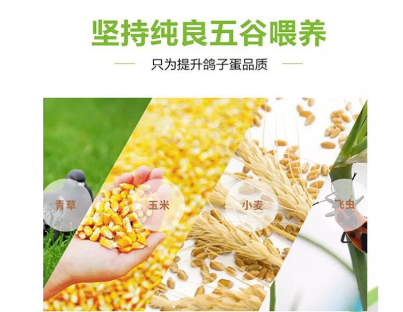 鸽子蛋
