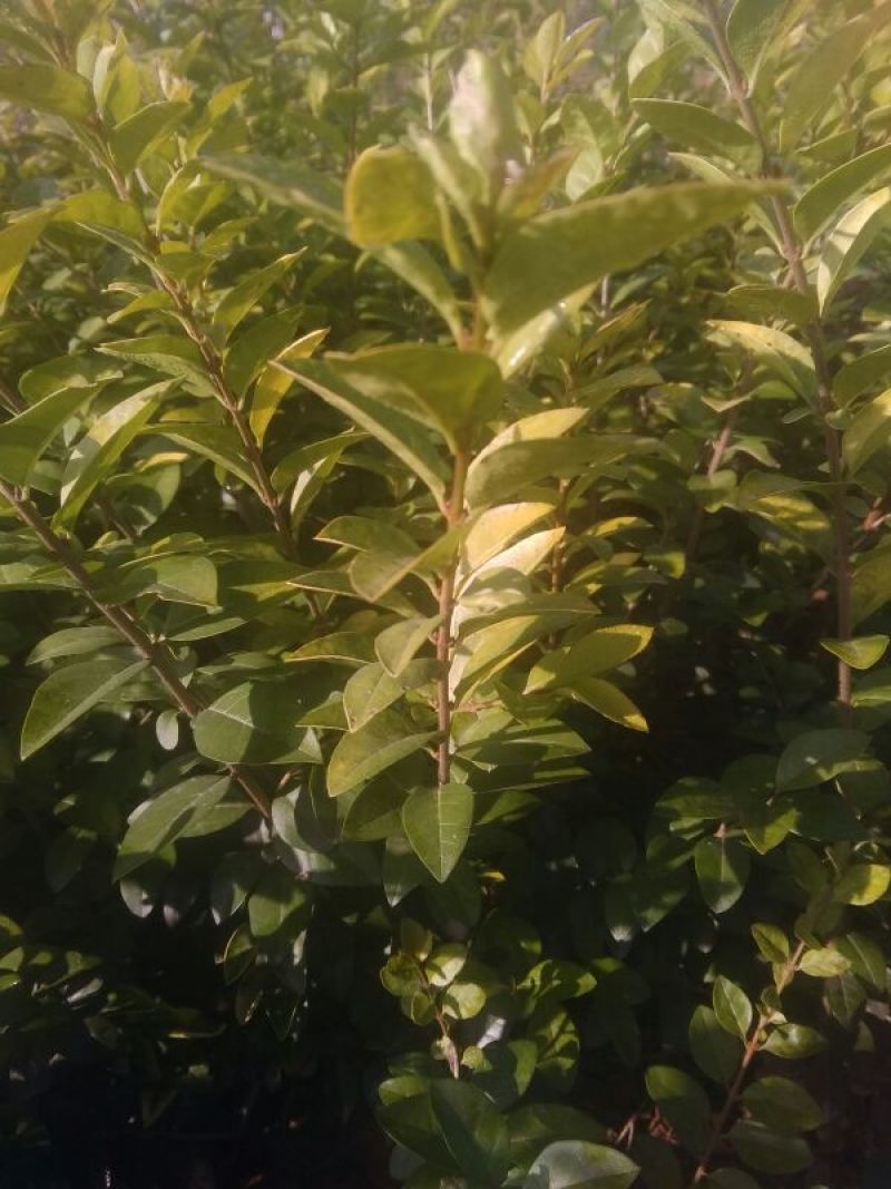 金叶女贞4cm以下