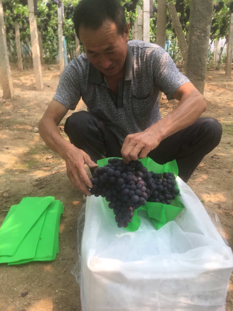 昌黎十里铺无核玫瑰香葡萄