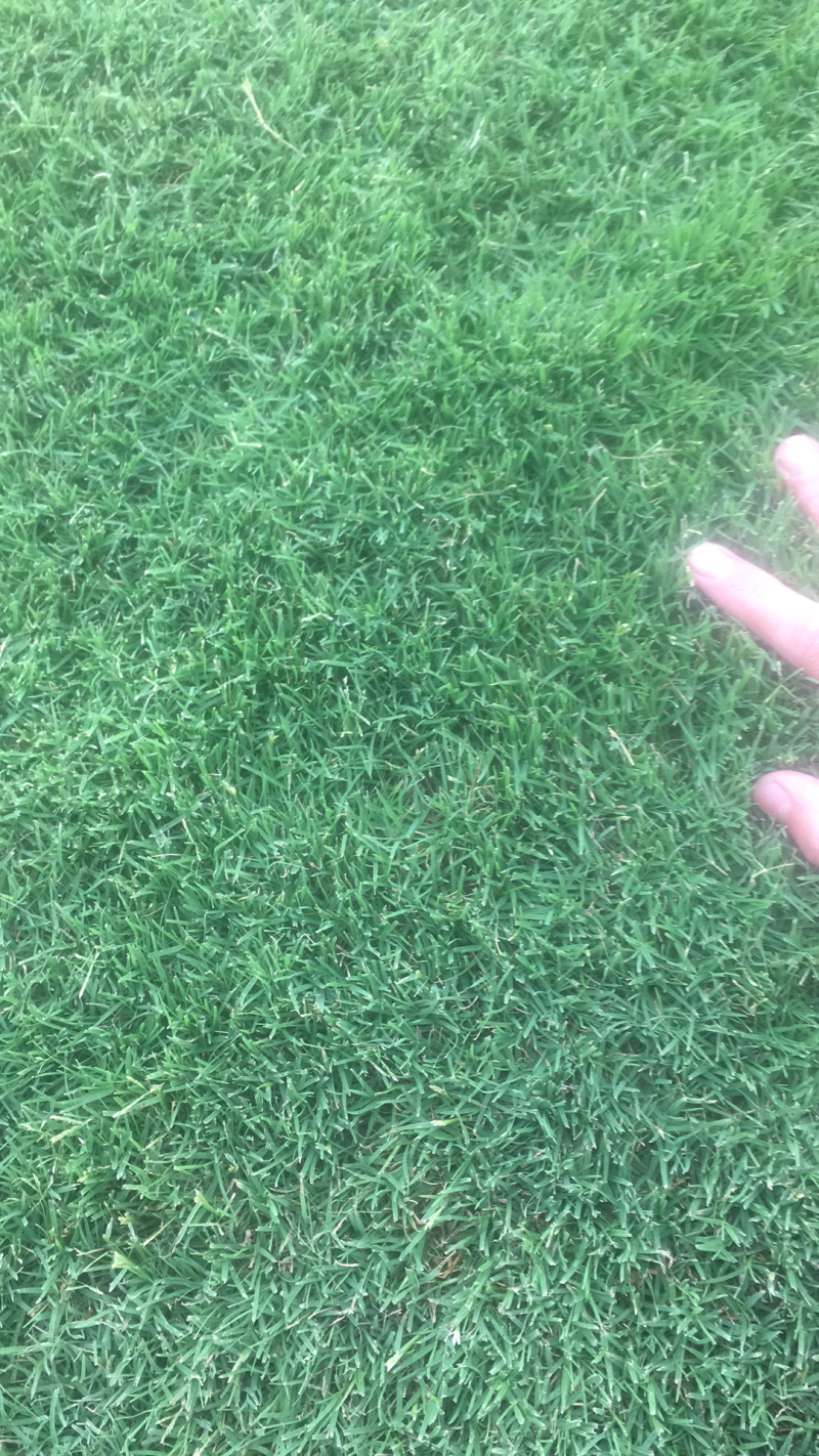 草坪四季青草坪草坪草绿化草坪基地直发