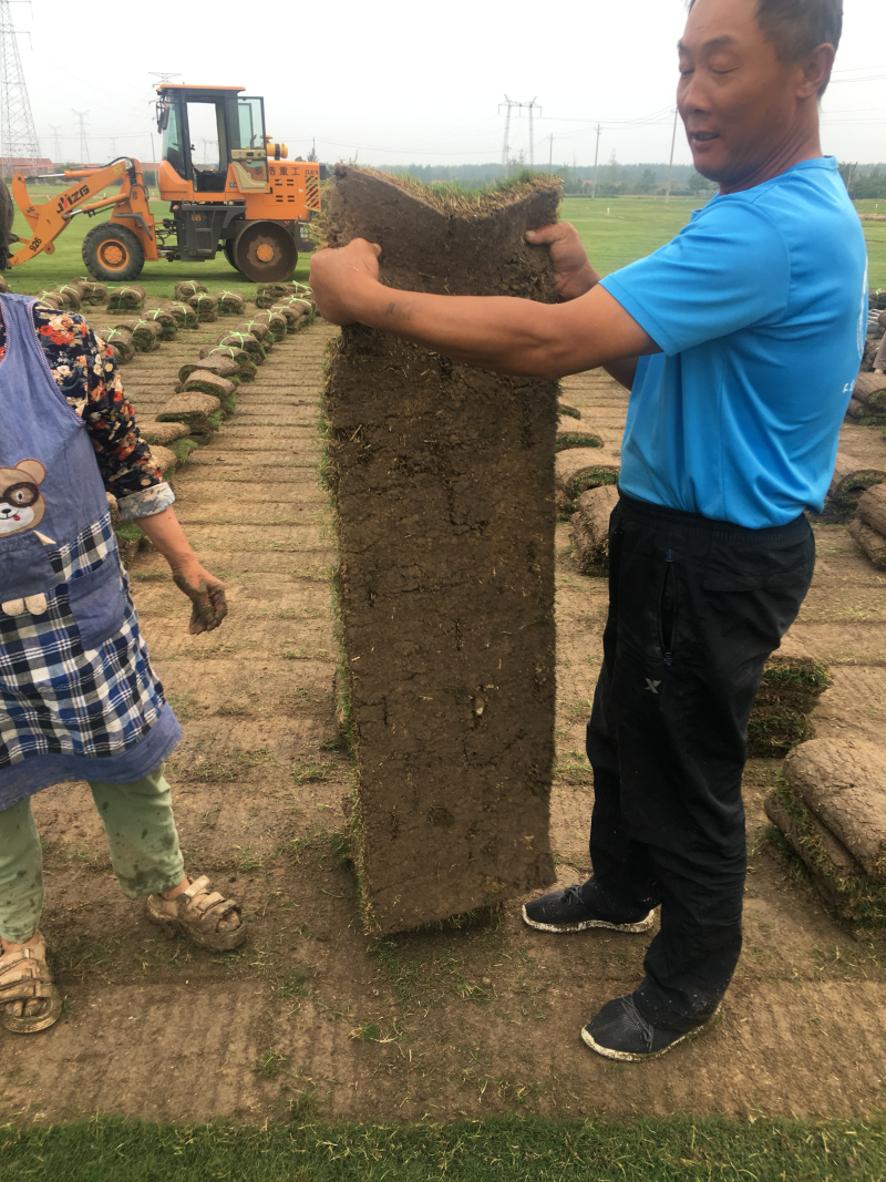 草坪四季青草坪草坪草绿化草坪基地直发