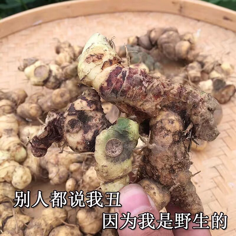 野生黄精广西大瑶山正品九蒸九晒黄精三蒸三晒新鲜黄精