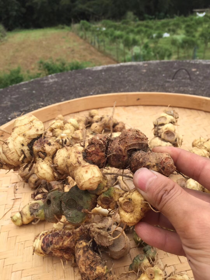 野生黄精广西大瑶山正品九蒸九晒黄精三蒸三晒新鲜黄精