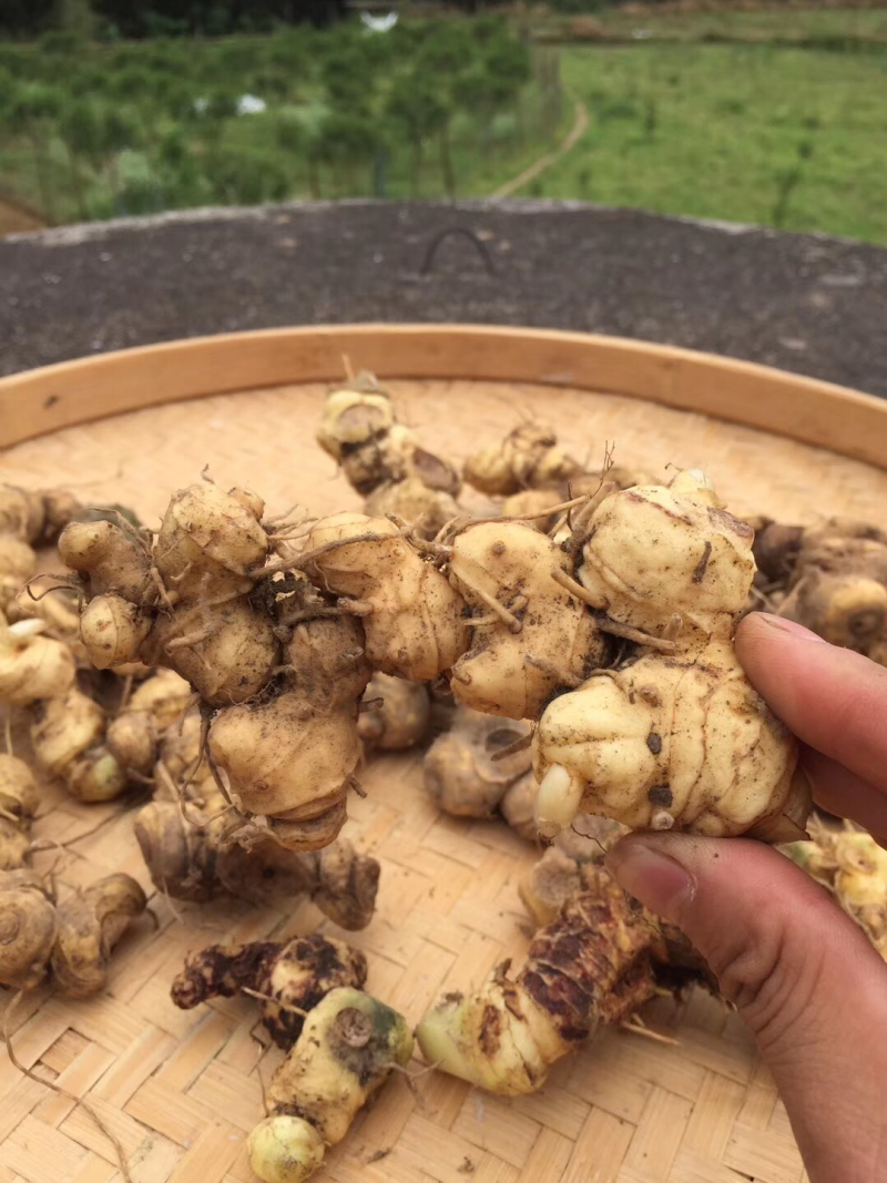 野生黄精广西大瑶山正品九蒸九晒黄精三蒸三晒新鲜黄精