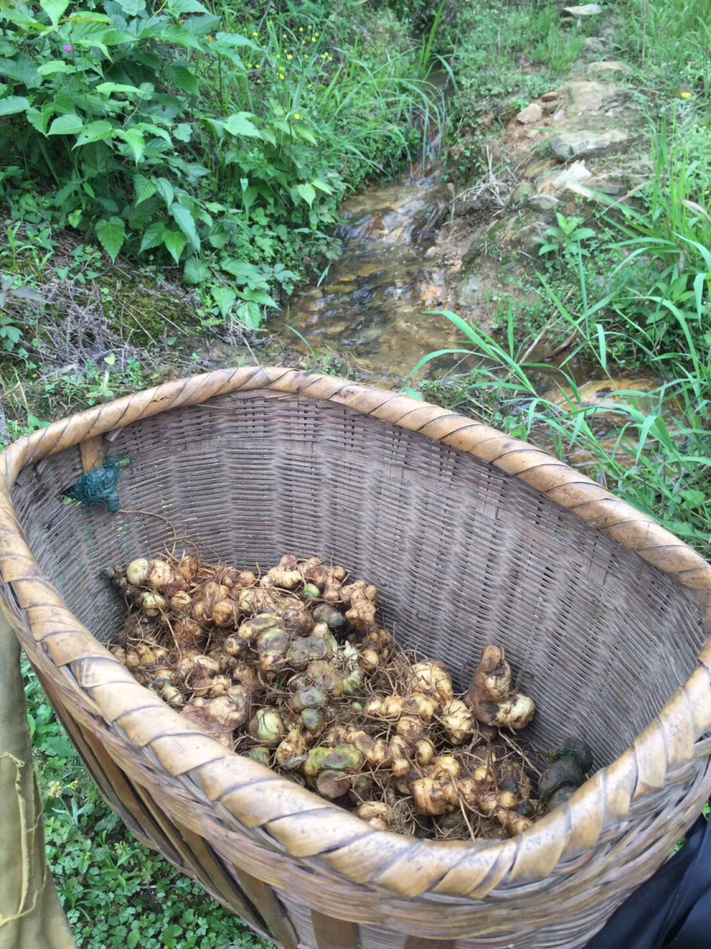野生黄精广西大瑶山正品九蒸九晒黄精三蒸三晒新鲜黄精