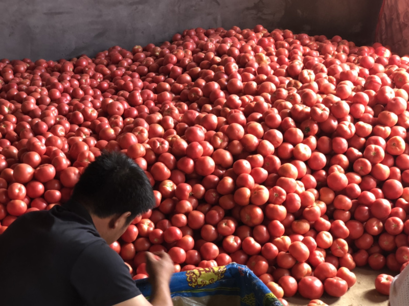 赤峰产地直供硬粉西红柿质量好品质高耐运输