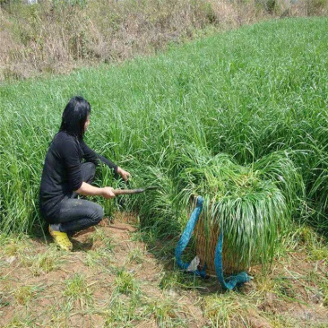 一年生黑麦草种子牧草种子一年生净籽种子