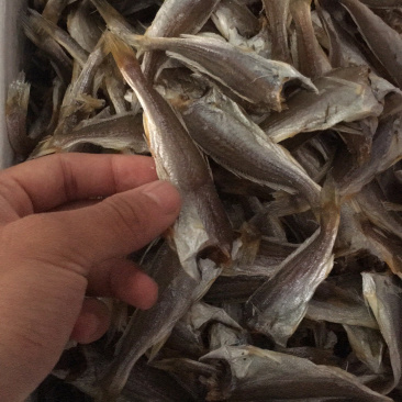 大量提供鱼干