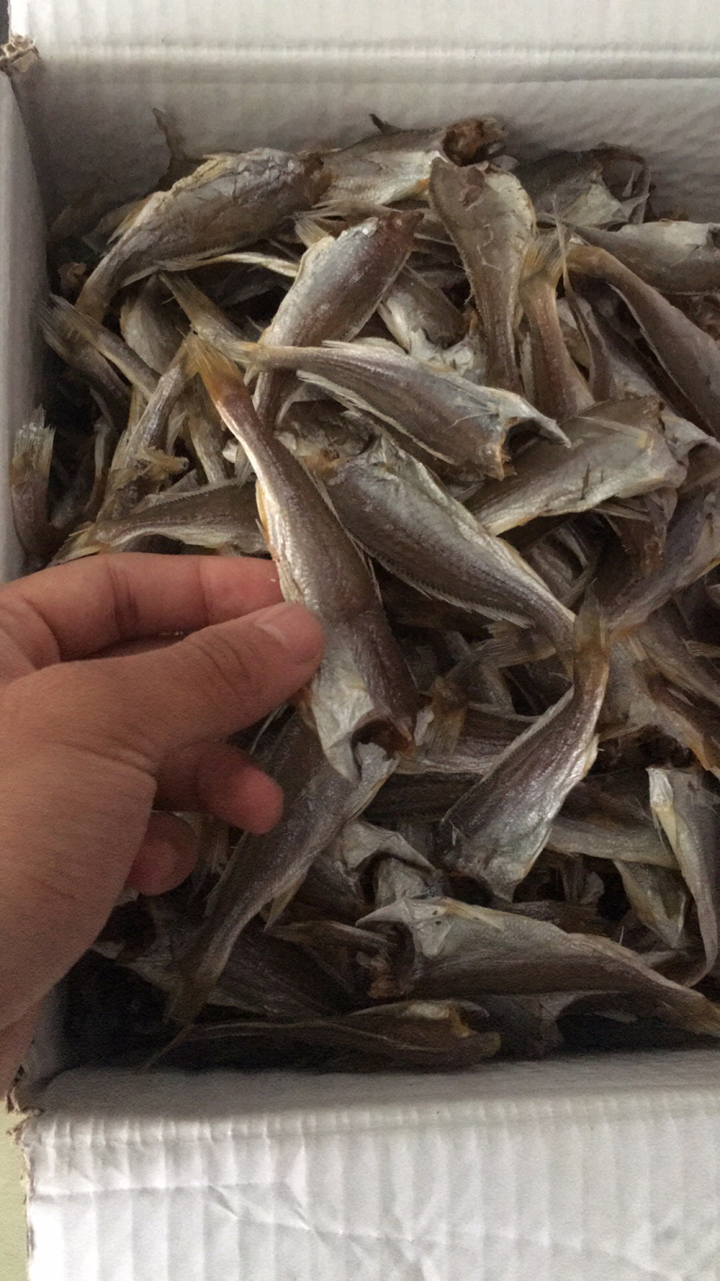 大量提供鱼干