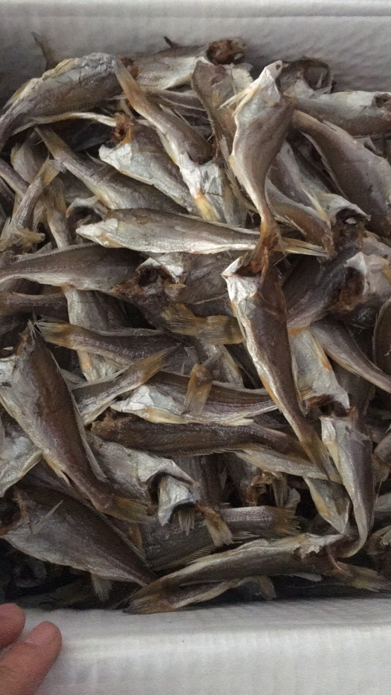 大量提供鱼干