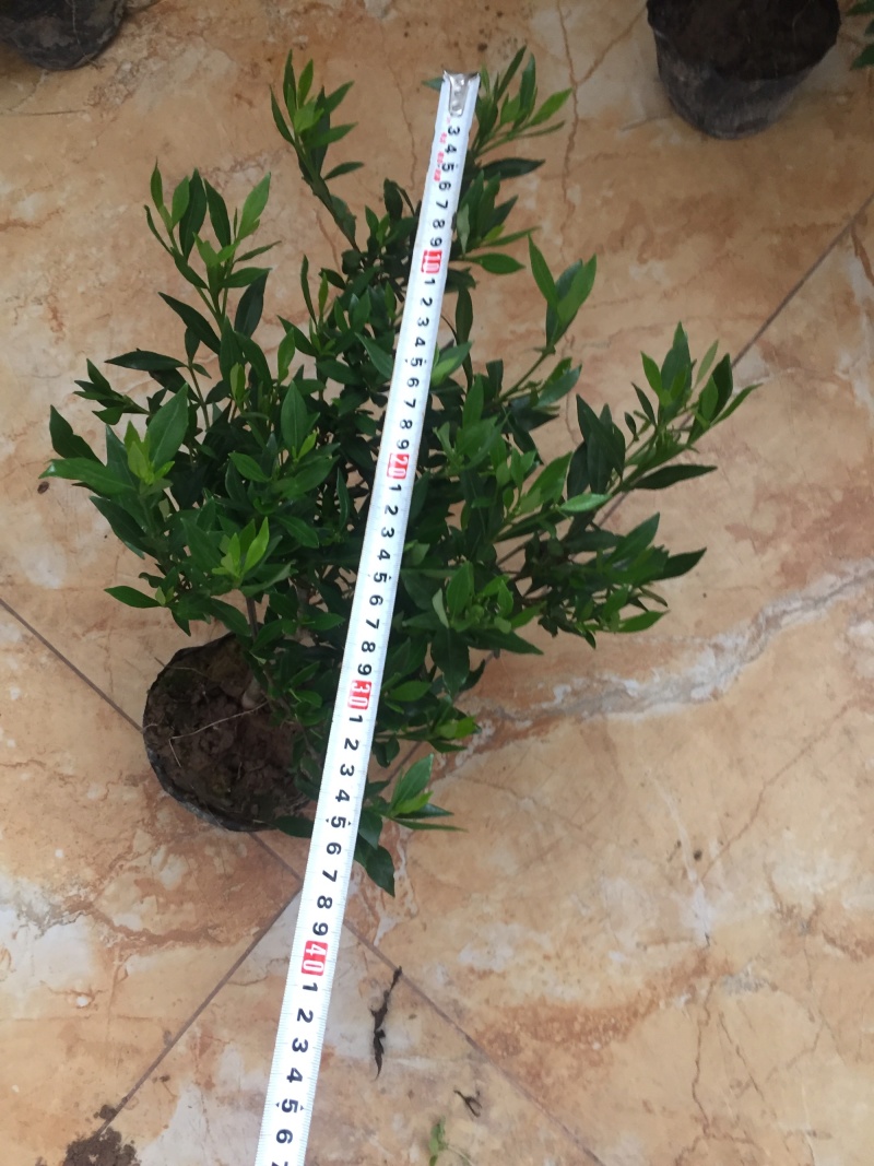 地被色块杯苗小叶栀子花