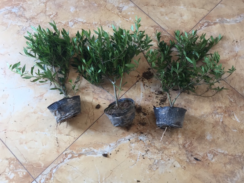 地被色块杯苗小叶栀子花
