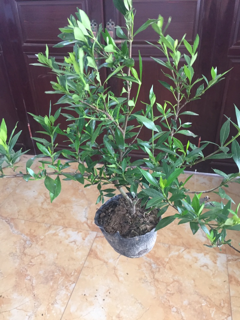 地被色块杯苗小叶栀子花