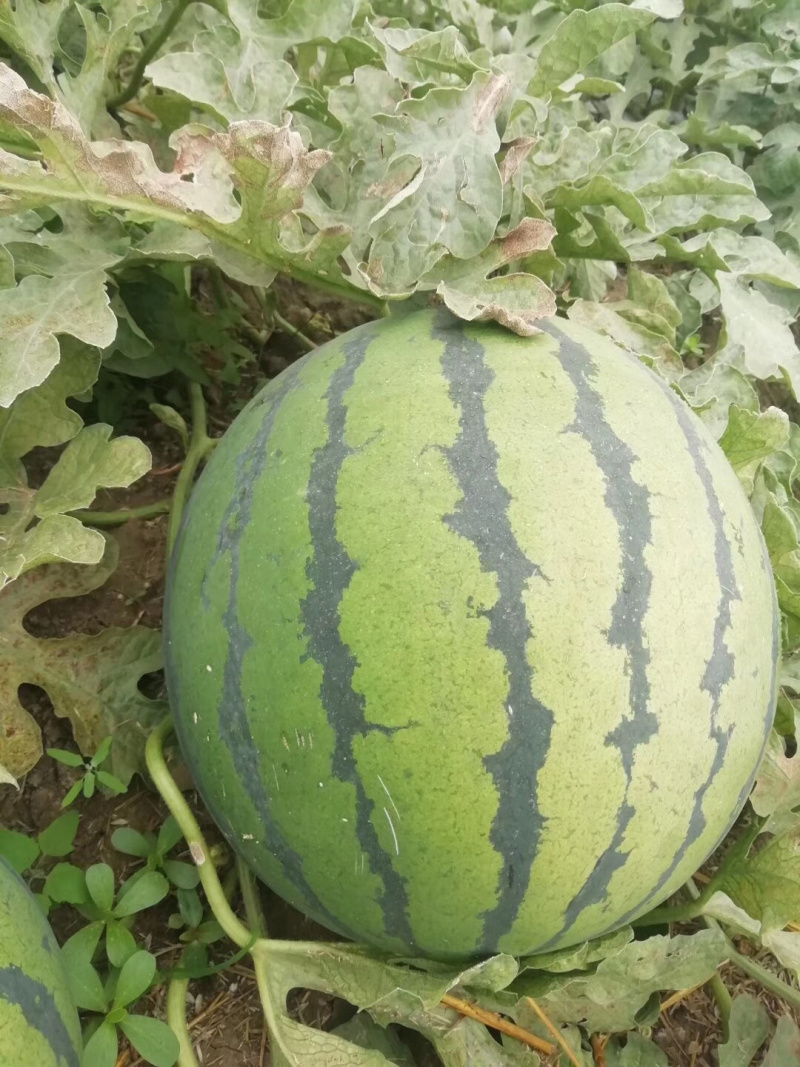 西瓜甜瓜都有！！！