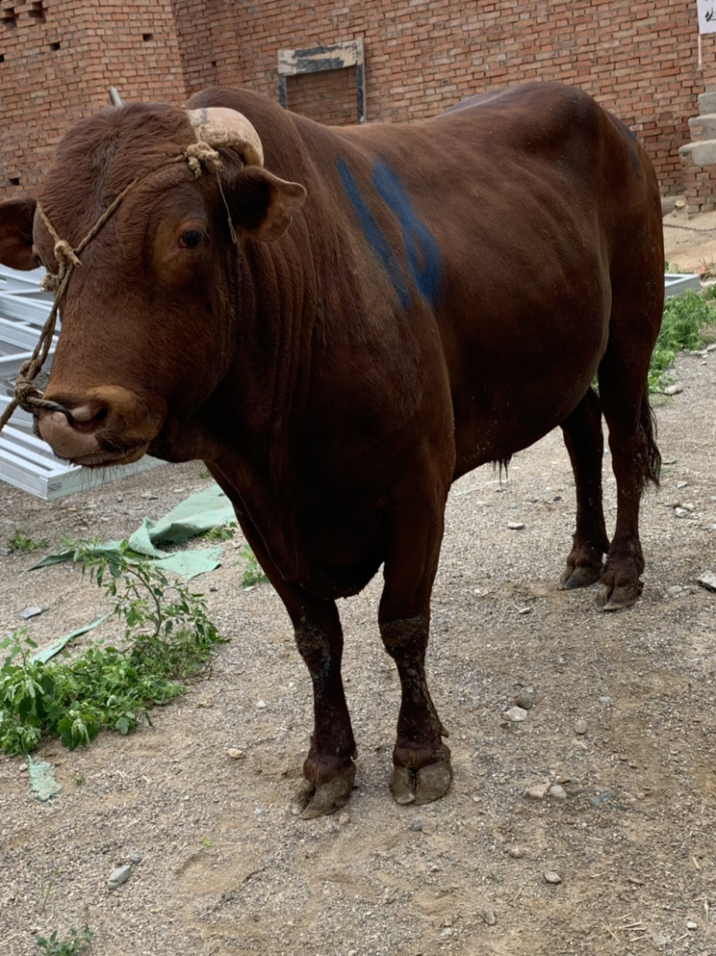 肉牛，，土公牛，这些都能宰赢的。
