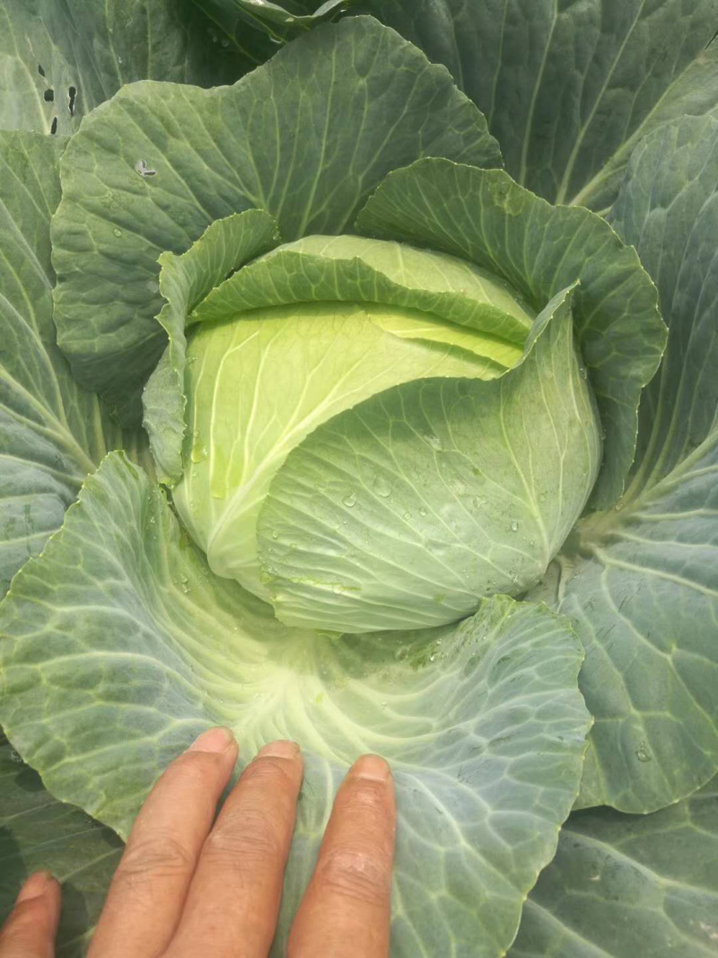 湖北扁包菜奥奇娜，京丰一号，莲花白平包一手货源基