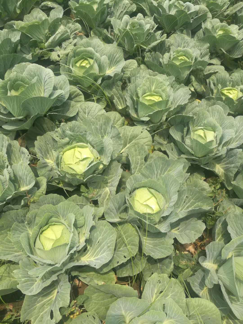 湖北扁包菜奥奇娜，京丰一号，莲花白平包一手货源基