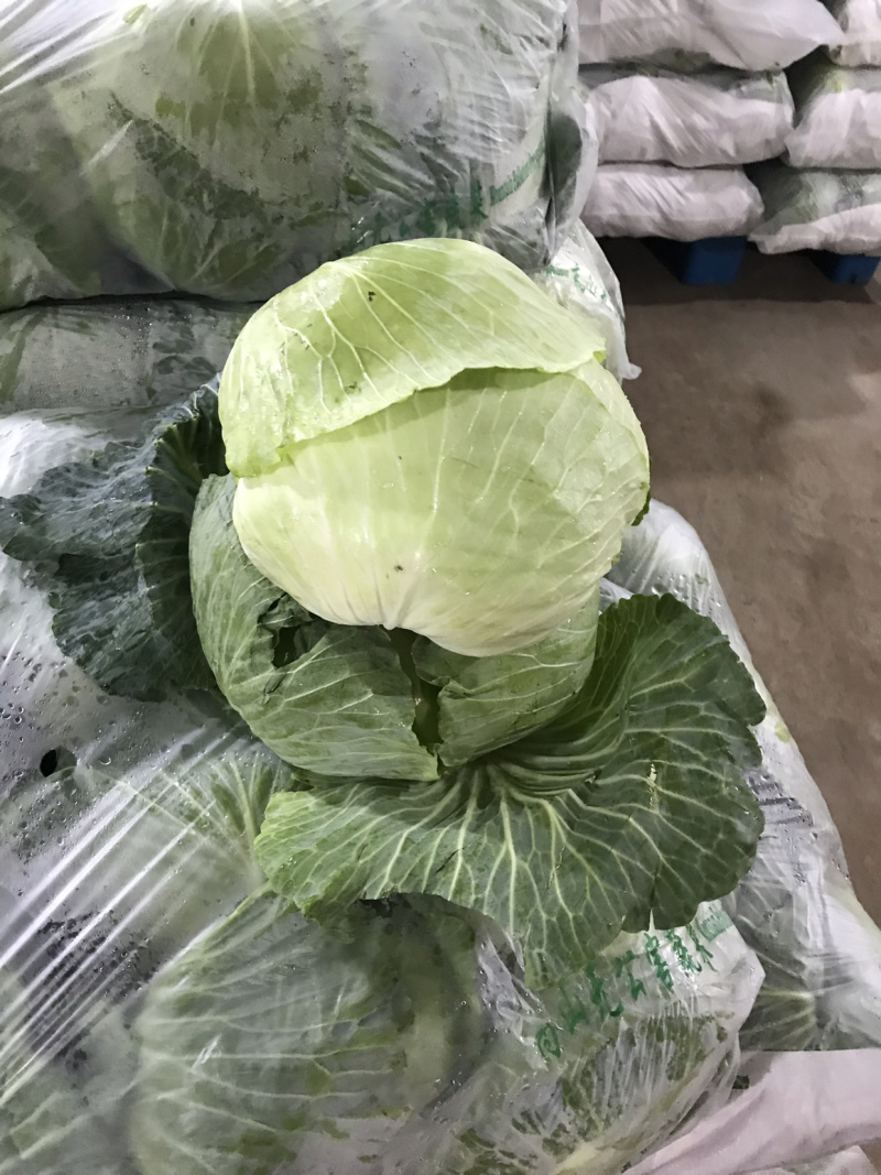 湖北扁包菜奥奇娜，京丰一号，莲花白平包一手货源基