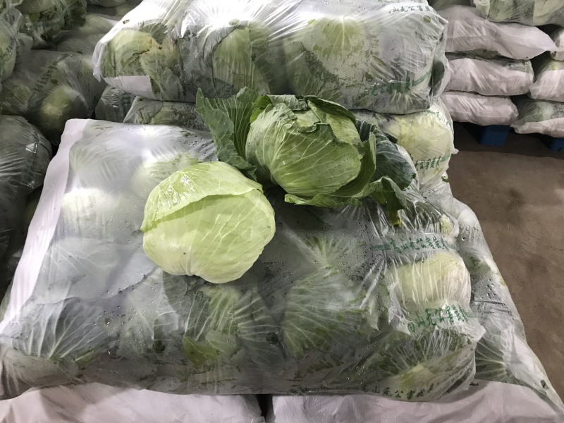 湖北扁包菜奥奇娜，京丰一号，莲花白平包一手货源基
