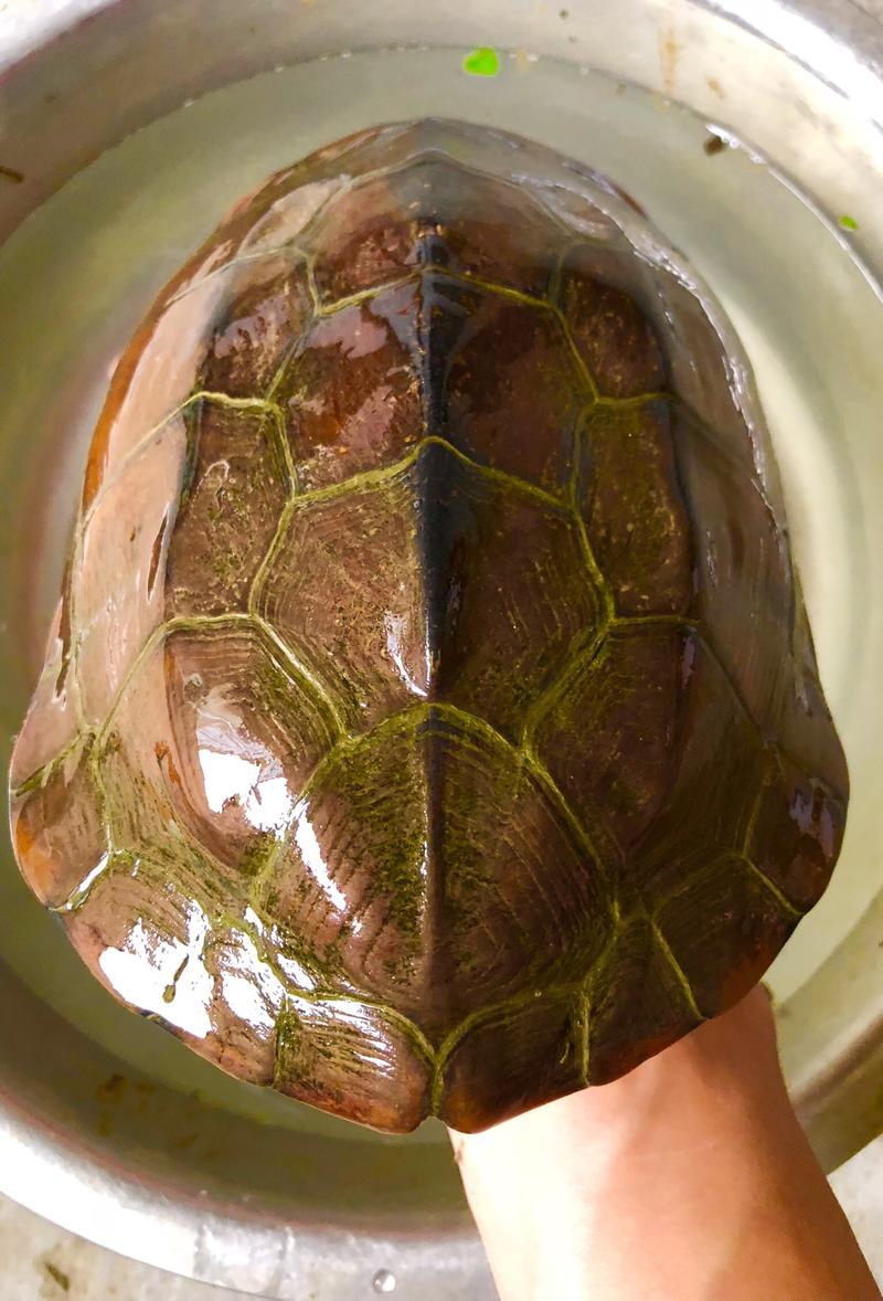 大头草龟乌龟大小不同，全品龟体型对称